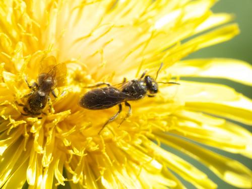 Lasioglossum sp.